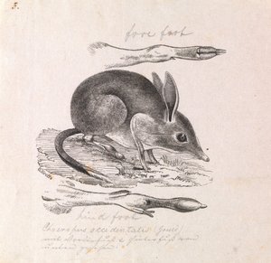 猪脚袋鼠，Chaeropus ecaudatus 作者 杰拉德·克雷夫特